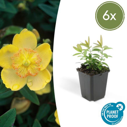 Hypericum calycinum – Großkelchiges Johanniskraut – ↕10-25 cm – Ø9 cm – 6 Pflanzen – Bodendecker & Blühpflanze – Pflegeleicht & sonnig 