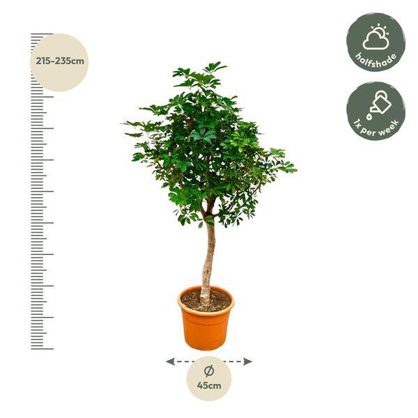 Strahlenaralie – Schefflera auf Stiel – Zimmerpflanze 210cm – Ø45cm – Immergrüne XXL-Grünpflanze mit handförmigen Blättern – Tropische Kübelpflanze für Wohnzimmer & Büro – Pflegeleicht 