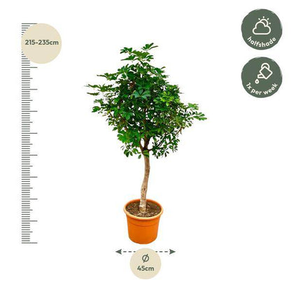 Strahlenaralie – Schefflera auf Stiel – Zimmerpflanze 210cm – Ø45cm – Immergrüne XXL-Grünpflanze mit handförmigen Blättern – Tropische Kübelpflanze für Wohnzimmer & Büro – Pflegeleicht 