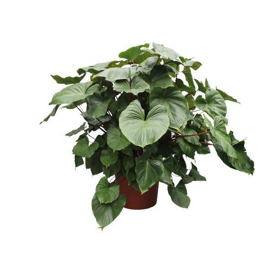 Herzblatt Homalomena Rubescens Maggy – 170cm hoch – Ø60cm – Tropische Zimmerpflanze mit großen herzförmigen Blättern – Pflegeleicht & dekorativ – Für Wohnzimmer, Büro & Innenräume 