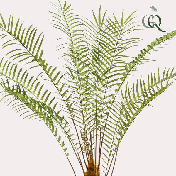 Kunstpflanze Baumfarn – künstlicher Farnbaum – ca. 125cm hoch – naturgetreue Zimmerpflanze für Wohnzimmer, Büro & Deko 