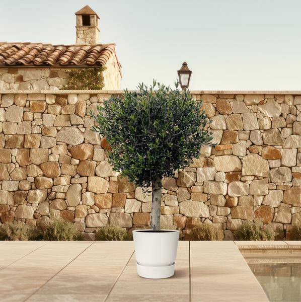 Olivenbaum – Olea Europaea Lorc 180cm – Ø50cm – Mediterrane Kübelpflanze mit silbergrünen Blättern – Edler Olivenbaum für Garten, Terrasse, Balkon & Wintergarten – Pflegeleicht 