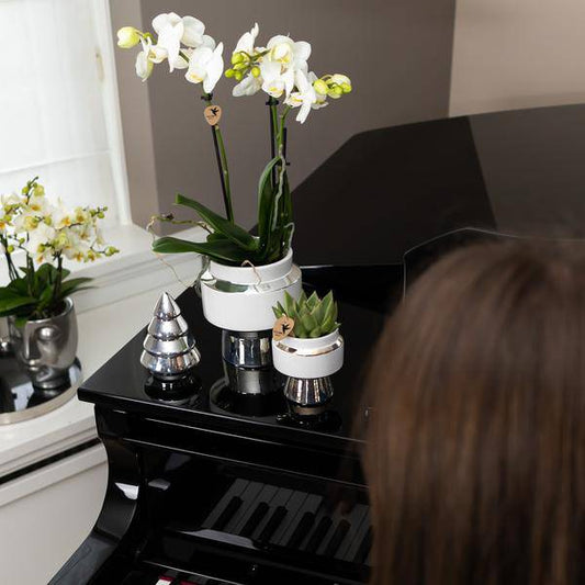 Set aus weißer Orchidee und Sukkulente auf Silbertablett 
