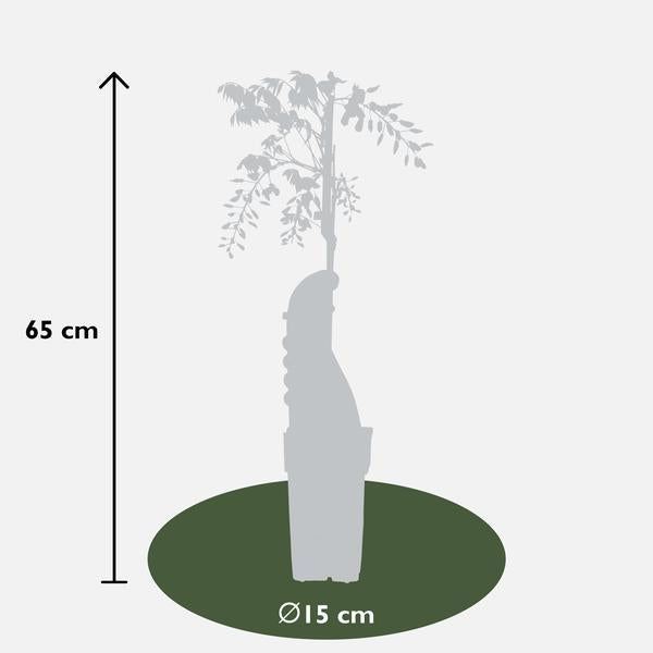 Chinesischer Duft-Blauregen - Wisteria sinensis Caroline - Ø15cm - ↕65cm 