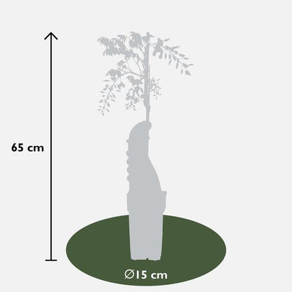 Chinesischer Duft-Blauregen - Wisteria sinensis Caroline - Ø15cm - ↕65cm 