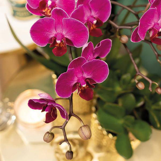 Phalaenopsis-Orchidee – Morelia – Fliederfarben – Ø9cm – ca. 35cm hoch – Inkl. goldener Diamond-Ziertopf – Blühende Zimmerpflanze mit 2–3 Zweigen 