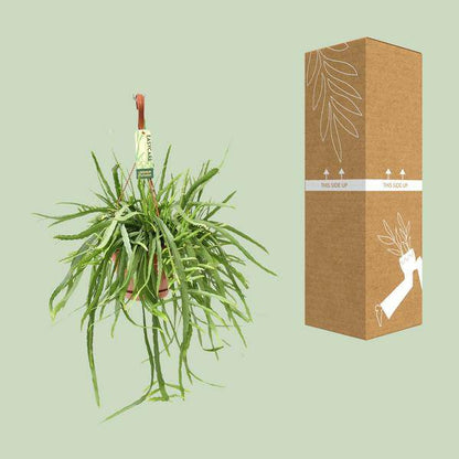 Blattkaktus - Lepismium Bolivianum - Zimmerpflanze - Ø17cm - ↕55cm 