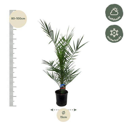 Phoenix Canariensis – Kanarische Dattelpalme – Exotische Zimmer- und Kübelpflanze – Palme für Garten, Terrasse & Wohnung – Ø15cm – ↕80cm 