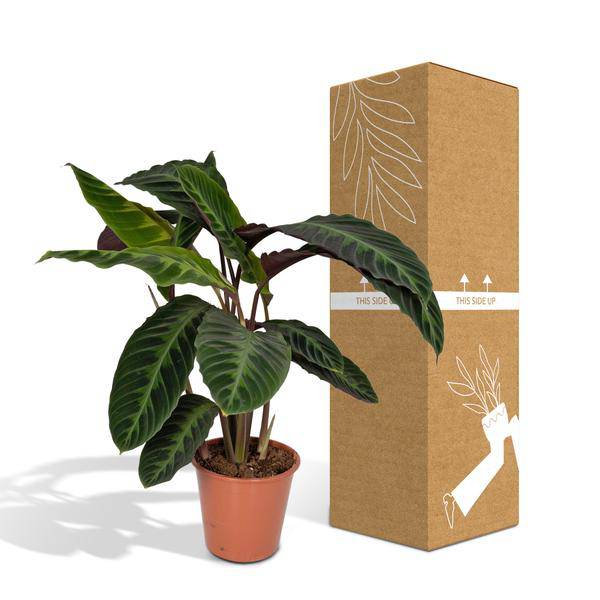 Calathea Warscewiczii – Pfauenpflanze – Ø19cm x H70cm – Samtige Zimmerpflanze mit gemusterten Blättern – Für schattige Standorte – Pflegeleicht – Direkt aus der Gärtnerei 