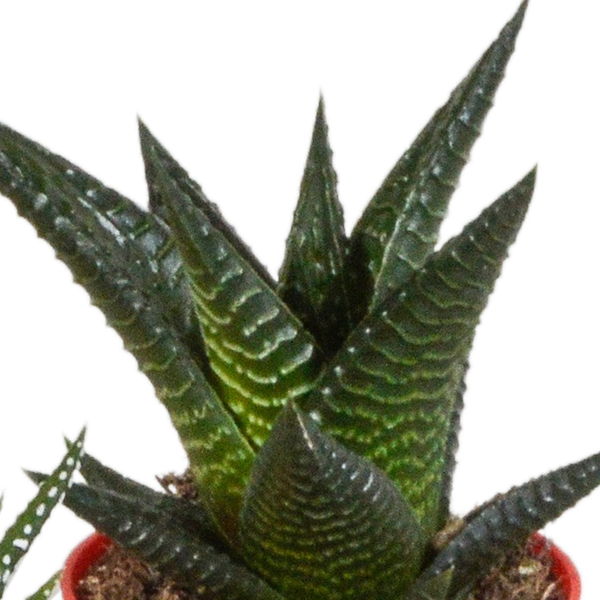 Sukkulente - Gasteria/Haworthia - Mix - 5,5cm - 5 Stück - im Topf 