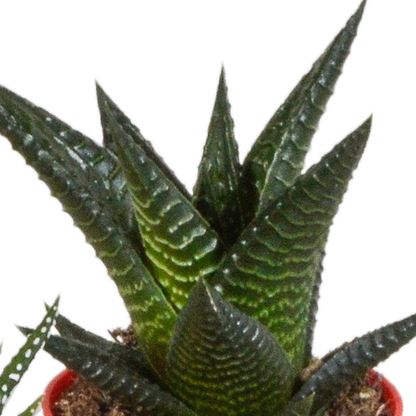 Sukkulente - Gasteria/Haworthia - Mix - 5,5cm - 5 Stück - im Topf 