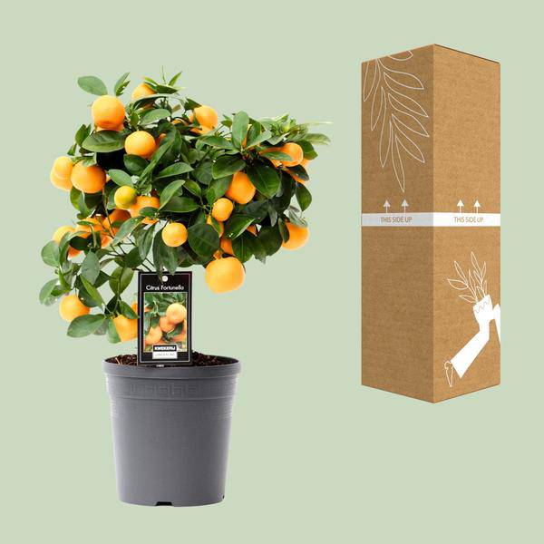 Orangenbaum - Calamondinorange - Citrus Calamondin - Zimmerpflanze - Ø15cm - ↕40cm 