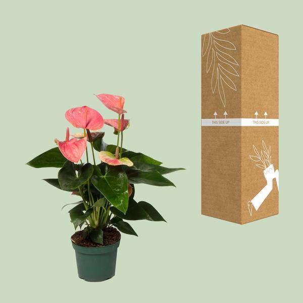 Flamingoblume Anthurium Sweet Dream – Zimmerpflanze – Ø12 cm Topf – Ca. 35 cm hoch – Elegante, pflegeleichte Flamingoblume mit leuchtenden herzförmigen Blüten – Luftreinigend & dekorativ 