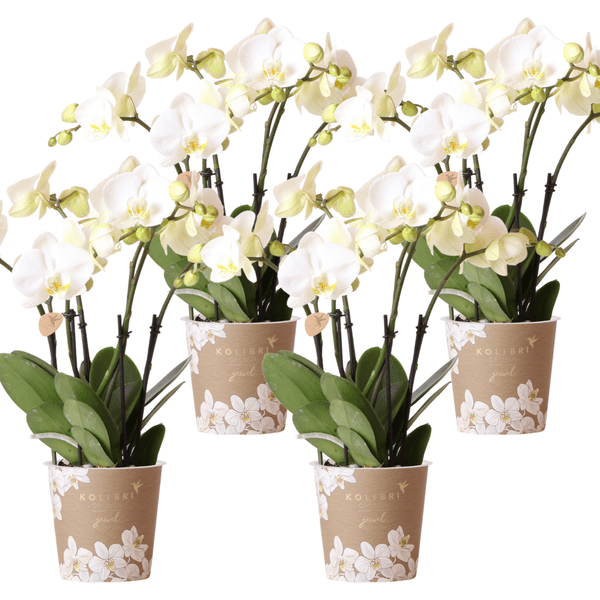 Orchidee Gent Weiß – 4er Set – Zimmerpflanzen mit weißen Blüten – Ø12cm – Frisch vom Bauern – Langlebige Blüte – Elegante Wohnraum-Deko 