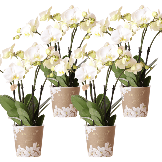 Orchidee Gent Weiß – 4er Set – Zimmerpflanzen mit weißen Blüten – Ø12cm – Frisch vom Bauern – Langlebige Blüte – Elegante Wohnraum-Deko 