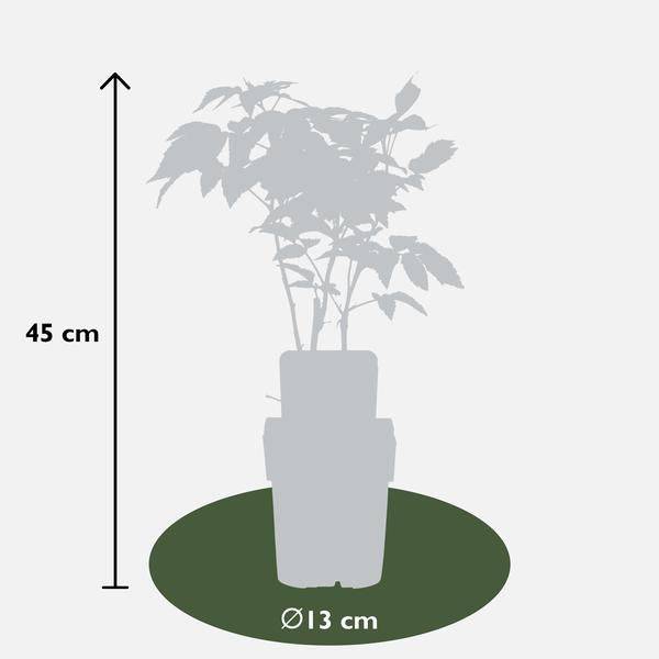 Himbeere Rubus idaeus 'Malling Promise' – Selbstbestäubende Sommer-Himbeere – 100% biologisch – Ø13cm – ca. 45cm Höhe – Leckere rote Früchte 