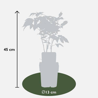 Himbeere Rubus idaeus 'Malling Promise' – Selbstbestäubende Sommer-Himbeere – 100% biologisch – Ø13cm – ca. 45cm Höhe – Leckere rote Früchte 