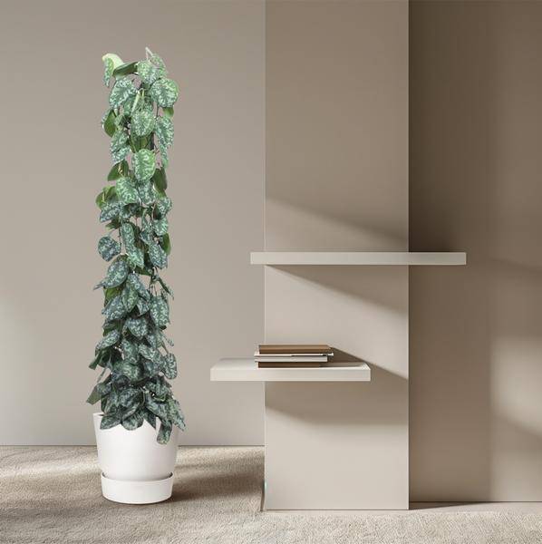 Efeutute – Scindapsus Pictus Trebie – Zimmerpflanze – 160cm – Ø27cm – pflegeleichte Kletterpflanze mit silber gemusterten Blättern 