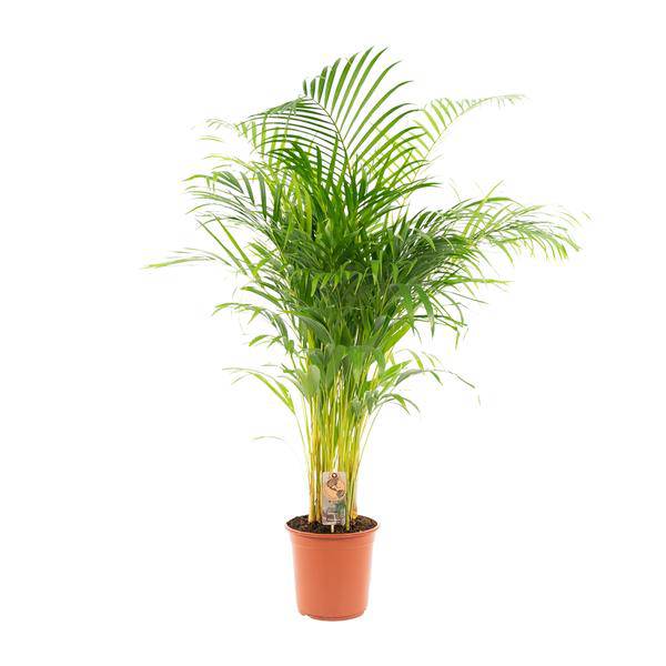 Betelpalme Areca-Palme – Zimmerpflanze Ø24cm – 130cm hoch – Luftreinigende Goldfruchtpalme 