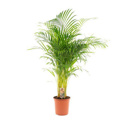 Betelpalme Areca-Palme – Zimmerpflanze Ø24cm – 130cm hoch – Luftreinigende Goldfruchtpalme 