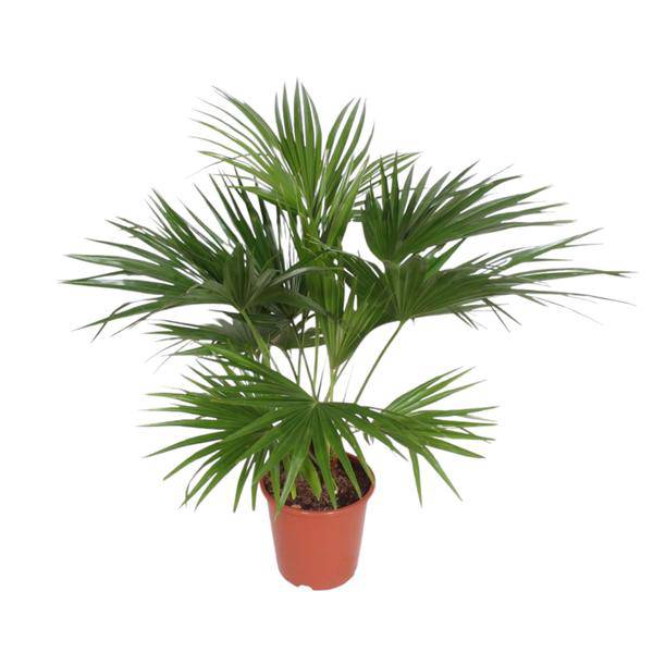 Chinesische Schirmpalme – Livistona Chinensis – Zimmerpflanze – 170cm – Ø27cm – pflegeleichte tropische Fächerpalme für Innen und Außen 