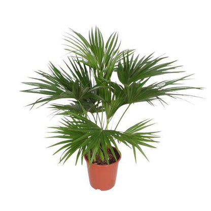 Chinesische Schirmpalme – Livistona Chinensis – Zimmerpflanze – 170cm – Ø27cm – pflegeleichte tropische Fächerpalme für Innen und Außen 