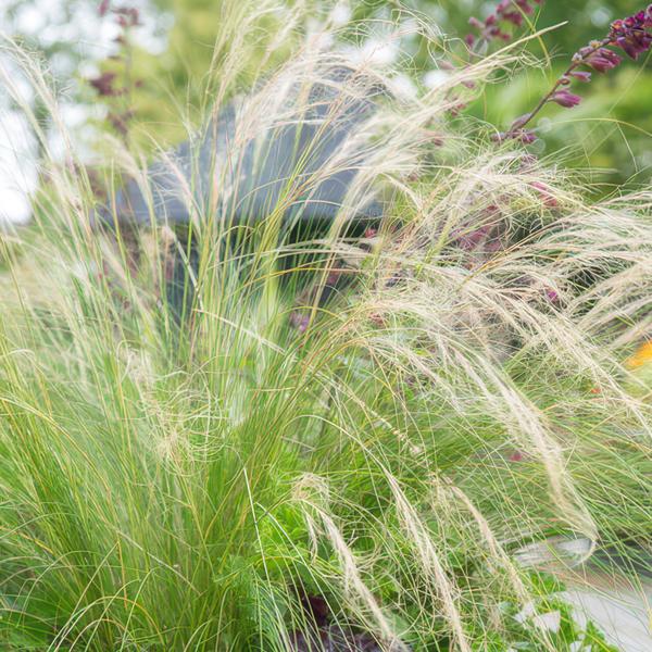 Federgras – Stipa tenuissima 'Pferdeschwänze' – ↕10-25cm – Ø9cm – 6 Pflanzen – Luftiges Ziergras – Sonne – Pflegeleicht – Blühend von Mai bis Septembe 