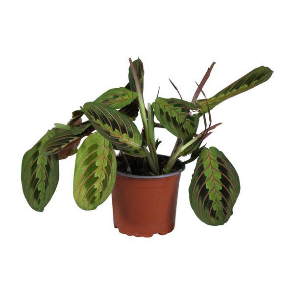 Marante - Maranta Leuconeura Fascinator - Zimmerpflanze - Ø12cm - ↕30cm 
