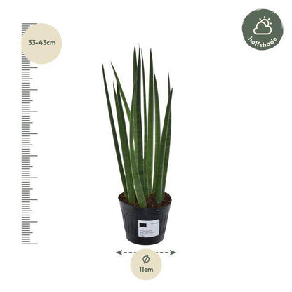 Sansevieria cylindrica Bacularis Mikado – Bogenhanf – pflegeleichte Zimmerpflanze – luftreinigend – ↕38cm – Ø10,5cm 