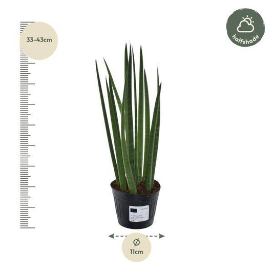 Sansevieria cylindrica Bacularis Mikado – Bogenhanf – pflegeleichte Zimmerpflanze – luftreinigend – ↕38cm – Ø10,5cm 