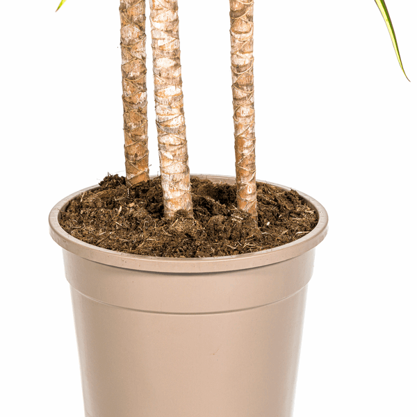 Dracaena marginata Sunray – Drachenbaum – Zimmerpflanze – Ø24cm – ↕130-150cm – Tropische Pflanze für hellen Innenbereich – Pflegeleicht & Minimalistisch 