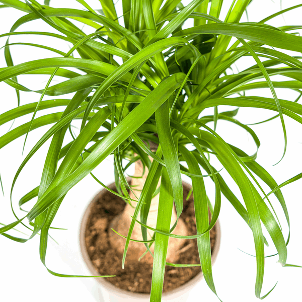 Beaucarnea Recurvata – Elefantenfuß – Zimmerpflanze – Ø17cm – ↕40-60cm – Pflegeleicht & dekorativ 