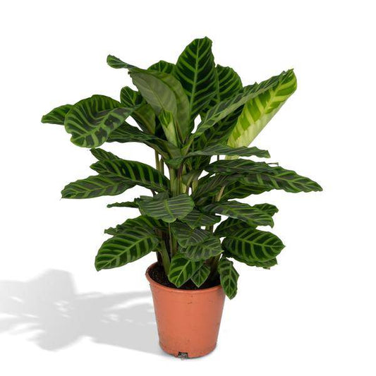 Calathea Zebrina – Pfauenpflanze – Zimmerpflanze – Ø19cm x ↕80cm – Tropische Blattpflanze mit Zebramuster – Luftreinigend & pflegeleicht – Für helle Innenräume 