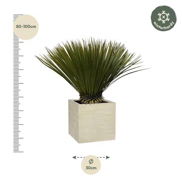 Palmlilie – Yucca Rostrata – Zimmerpflanze 80cm – Ø30cm – Exotische Wüstenpflanze mit blaugrauen Blättern – Pflegeleichte Kübelpflanze für Wohnzimmer, Terrasse & Wintergarten 