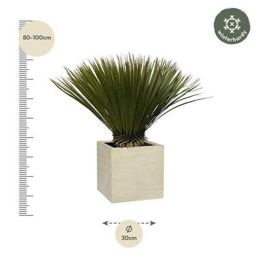 Palmlilie – Yucca Rostrata – Zimmerpflanze 80cm – Ø30cm – Exotische Wüstenpflanze mit blaugrauen Blättern – Pflegeleichte Kübelpflanze für Wohnzimmer, Terrasse & Wintergarten 
