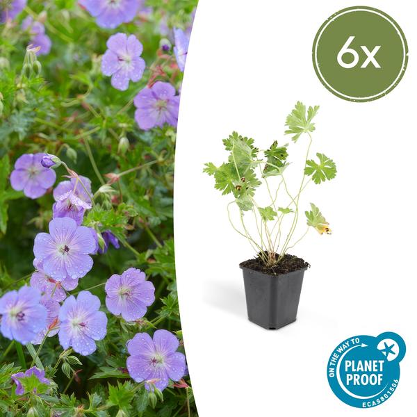 Geranium Rozanne – Storchschnabel – Ø9cm – ↕10-25cm – 6 Pflanzen – Lila Blüten, Bodendecker 