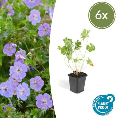 Geranium Rozanne – Storchschnabel – Ø9cm – ↕10-25cm – 6 Pflanzen – Lila Blüten, Bodendecker 