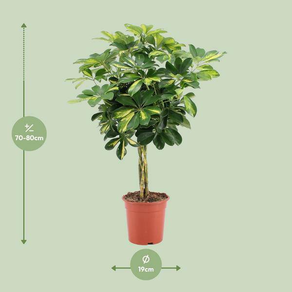 Strahlenaralie - Schefflera Arboricola Gold Capella - Zimmerpflanze - Ø19cm - ↕75cm 
