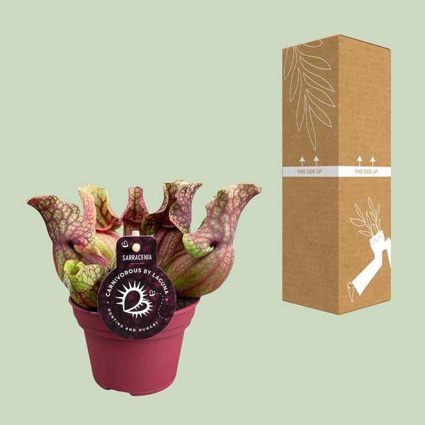 Schlauchpflanze Sarracenia Venosa – Kannenpflanze – Zimmerpflanze – Ø12cm Topf – ca. 20cm – Pflegeleicht & Exotisch 