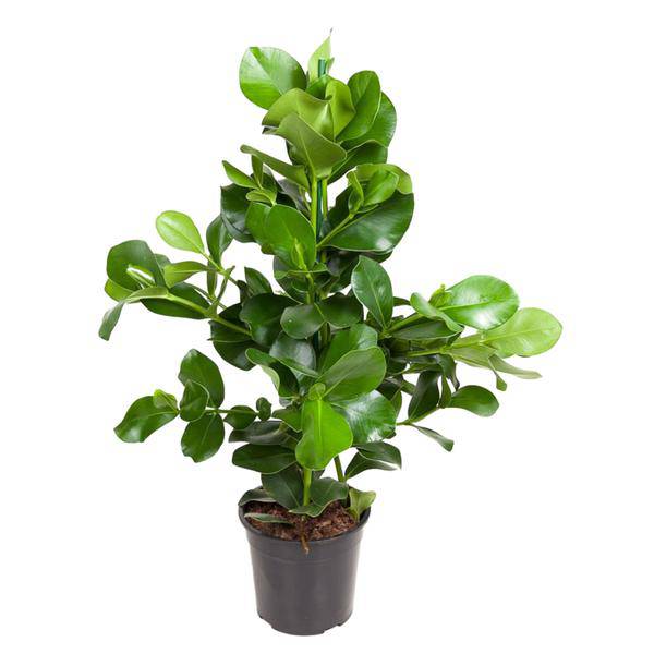 Balsamapfel – Clusia Rosea 130cm – Ø24cm – Zimmerpflanze mit dichten glänzenden Blättern – Robuste pflegeleichte Grünpflanze für Wohnzimmer, Büro & Wintergarten 
