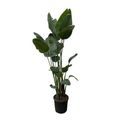 Strelitzia Nicolai – Baumstrelitzie – Zimmerpflanze 250cm – Ø50cm – Weißer Paradiesvogel mit großen grünen Blättern – Exotische Zimmer- & Kübelpflanze – Für helle Innenräume 
