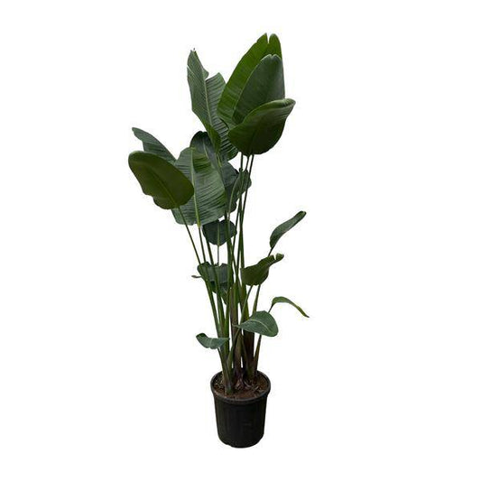 Strelitzia Nicolai – Baumstrelitzie – Zimmerpflanze 250cm – Ø50cm – Weißer Paradiesvogel mit großen grünen Blättern – Exotische Zimmer- & Kübelpflanze – Für helle Innenräume 