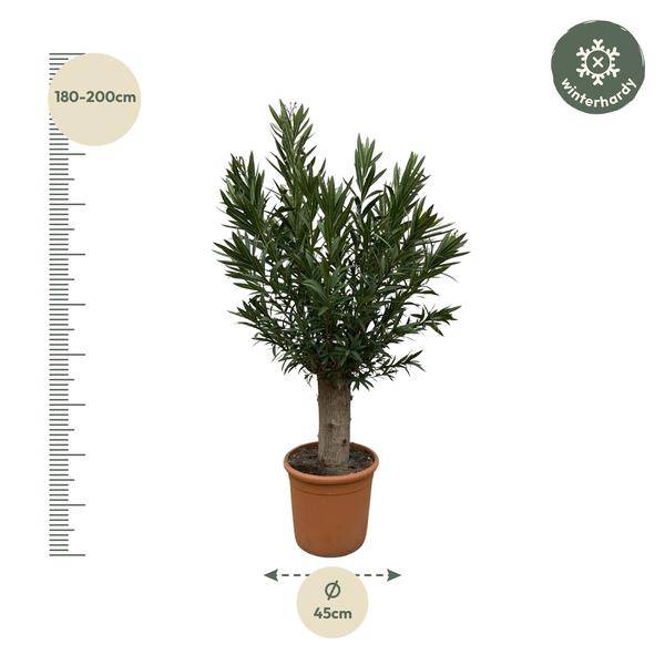 Nerium Oleander Bonsai - 190cm - ø45 