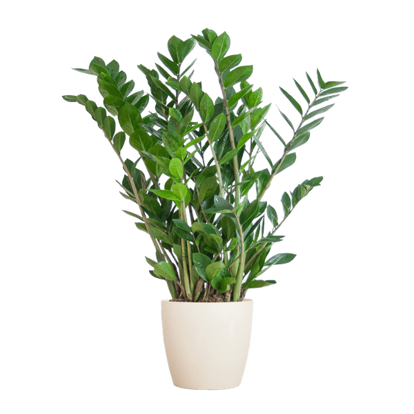 Zamioculcas Zamiifolia Glücksfeder – robuste Zimmerpflanze ↕80cm Ø21cm – pflegeleichte Smaragdpalme im nachhaltigen Viber Topf Weiß 