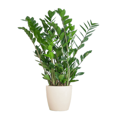 Zamioculcas Zamiifolia Glücksfeder – robuste Zimmerpflanze ↕80cm Ø21cm – pflegeleichte Smaragdpalme im nachhaltigen Viber Topf Weiß 