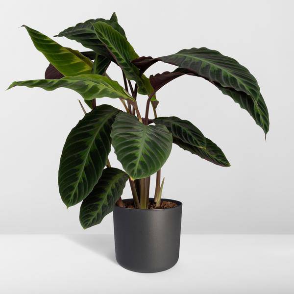Calathea Warscewiczii – Pfauenpflanze – Ø19cm x H70cm – Samtige Zimmerpflanze mit gemusterten Blättern – Für schattige Standorte – Pflegeleicht – Direkt aus der Gärtnerei 