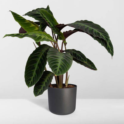 Calathea Warscewiczii – Pfauenpflanze – Ø19cm x H70cm – Samtige Zimmerpflanze mit gemusterten Blättern – Für schattige Standorte – Pflegeleicht – Direkt aus der Gärtnerei 