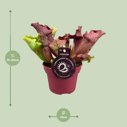 Schlauchpflanze Sarracenia – Kannenpflanze – Zimmerpflanze – Ø12cm Topf – ca. 20cm – Pflegeleicht & Exotisch 