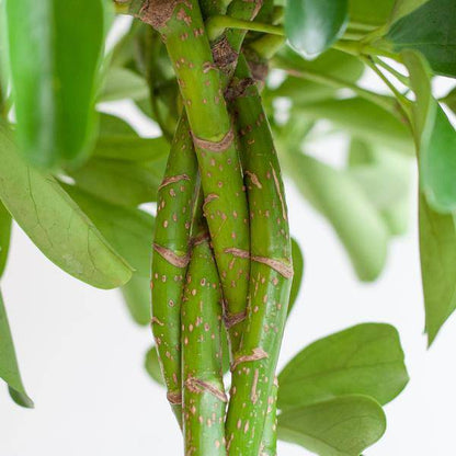 Schefflera Arboricola Nora – Birkenfeige – Zimmerpflanze + Blumentopf Sofia Natur – ↕70cm – Ø21cm – Handförmige Blätter – Pflegeleicht & dekorativ 