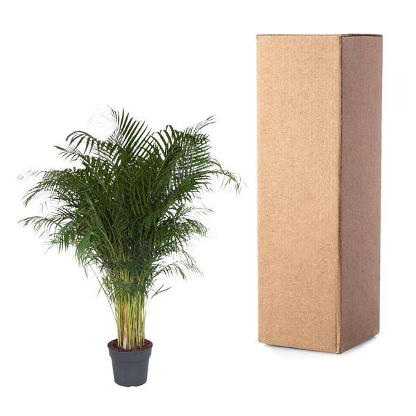 Goldfruchtpalme – Dypsis Lutescens – Areca-Palme – Zimmerpflanze – 200 cm hoch – Ø34 cm Topf – Tropisches Grün für Wohnzimmer & Büro – Luftreinigend & pflegeleicht 
